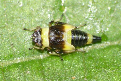 Eupterycyba jucunda